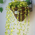 Indoor and semi-outdoor leaves garland fairy LED lights for festivals and parties – Chronos Lights